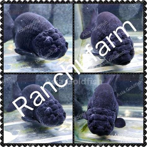Jual SOLID BLACK RANCHU HIGH GRADE mas koki hitam anti luntur dan solid ...