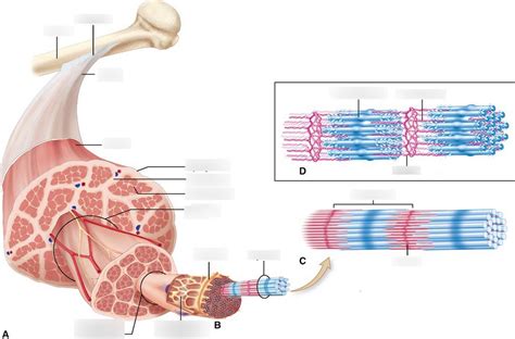 Image result for Skeletal Muscle Functional Unit