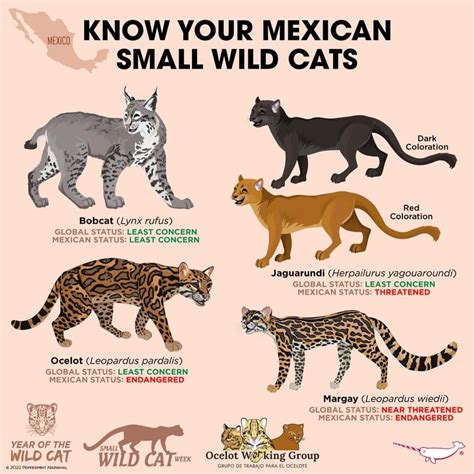 Image result for Types of Cats