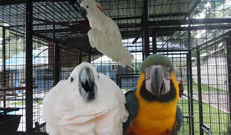 PARROT RESORT MOALBOAL (Cebu Island) - Inn Reviews, Photos, Rate ...