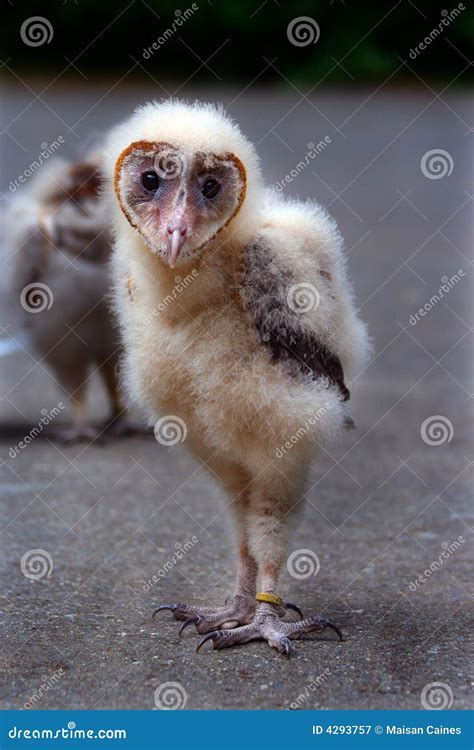 Cute Baby Barn Owl
