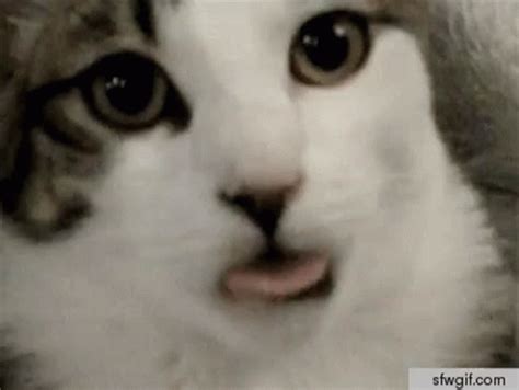Image result for Cat Coding at Computer