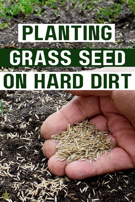 The Best Way To Plant Grass Seed For A Lush, Thick Lawn