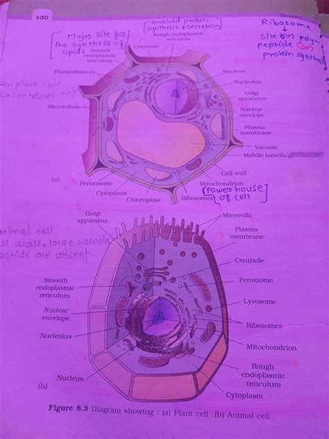 Image result for Basic Structure of a Cell