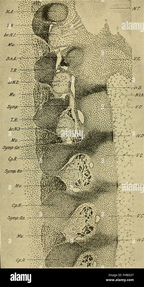 Chick Embryo Development 的图像结果