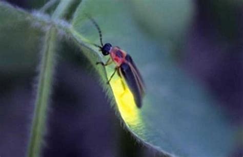 萤火虫为什么会发光的原因或答案（为什么夏天才有萤火虫）-闻蜂网
