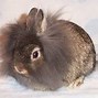 Image result for LionHead Bunny