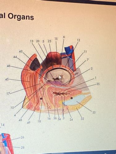 Image result for Male Reproductive System Torso Model
