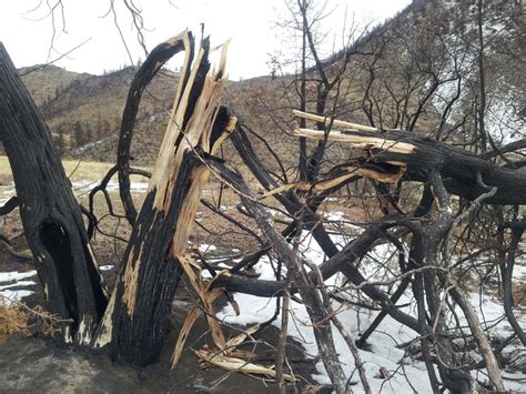 Exploded Tree 的图像结果