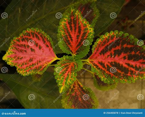 Coleus Annual Or Perennial