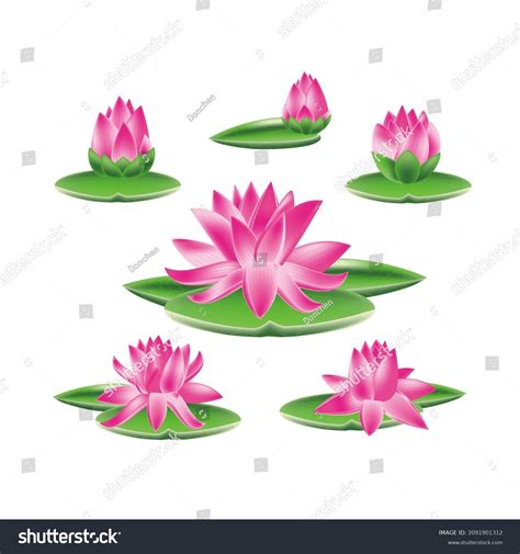 Lotus Flower Blooming Stages