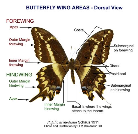 Butterfly Anatomy Diagram FIELD GUIDE TO THE BUTTERFLIES OF THE SACRED