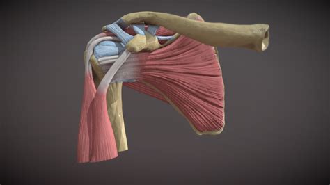 The Glenohumeral Joint - 3D model by AUmedart [25816dd] - Sketchfab