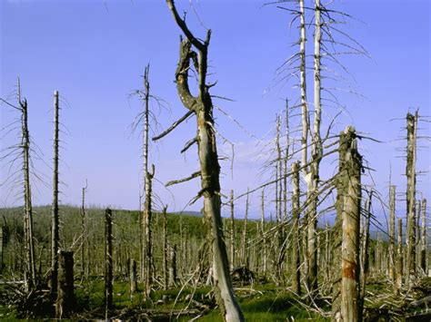 How Does Acid Rain Cause Damage at Sofia Cantor blog