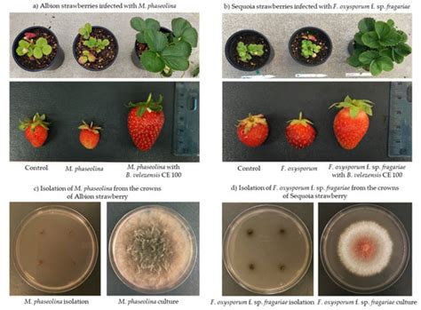Control of Fungal Diseases and Fruit Yield Improvement of Strawberry ...