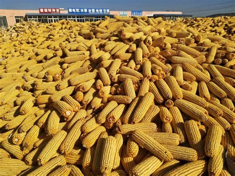 玉米市场主力仍是东北拍卖粮？|农产品_新浪财经_新浪网