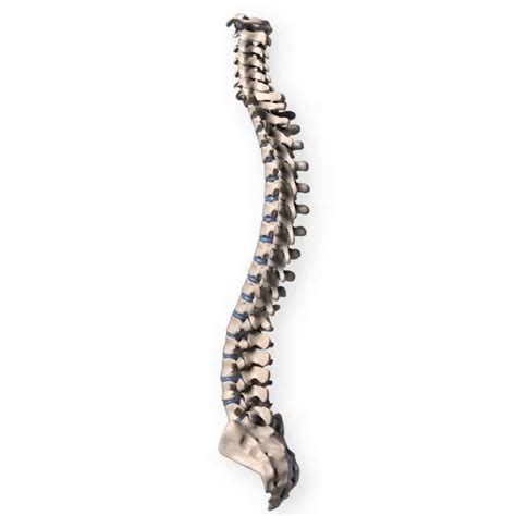 Spinecare | More Physiotherapy