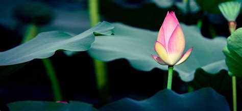 Lotus Greens | Real Estate Developers in Noida | Gurgaon