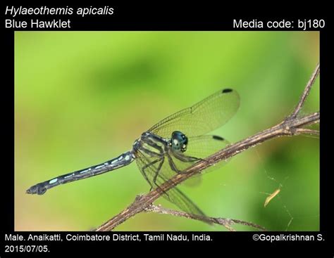 Hylaeothemis apicalis | Odonata