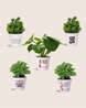 Buy White Gardening & Planters for Home & Kitchen by ECOFYND Online ...