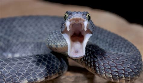 How venomous snakes got their fangs- The Week