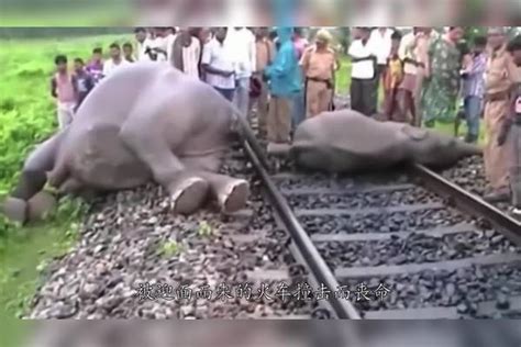 在印度，每年1千头大象被火车活活撞死，为何人们却不肯装护栏？_大象_火车_人们