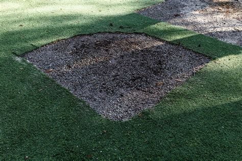 Tree Root Removal Tips 的图像结果