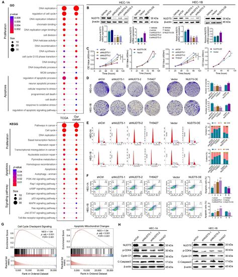 Assessment of NUDT5 in Endometrial Carcinoma: Functional Insights ...