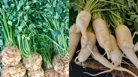 These Root Veggies Are Ready For Harvesting Just In Time For Christmas!