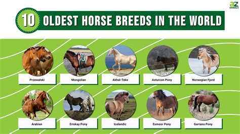 Discover the 10 Oldest Horse Breeds in the World - A-Z Animals