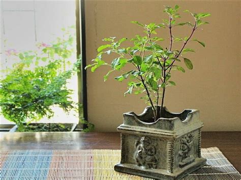 Tulsi Vastu Tips Do not plant this plant near Tulsi even by mistake ...