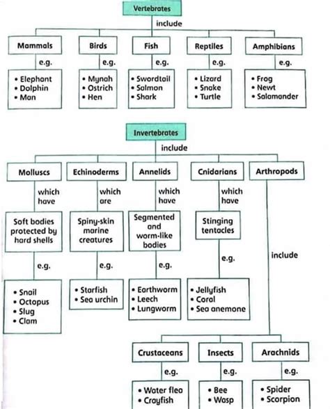 Zoological Classification 的图像结果