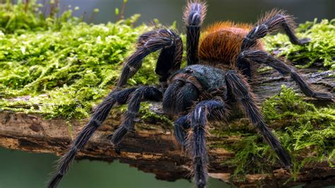 Tarantula | San Diego Zoo Animals & Plants