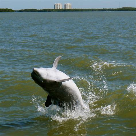 Snook Bight Marina Boat Rentals (2026) - All You MUST Know Before You ...