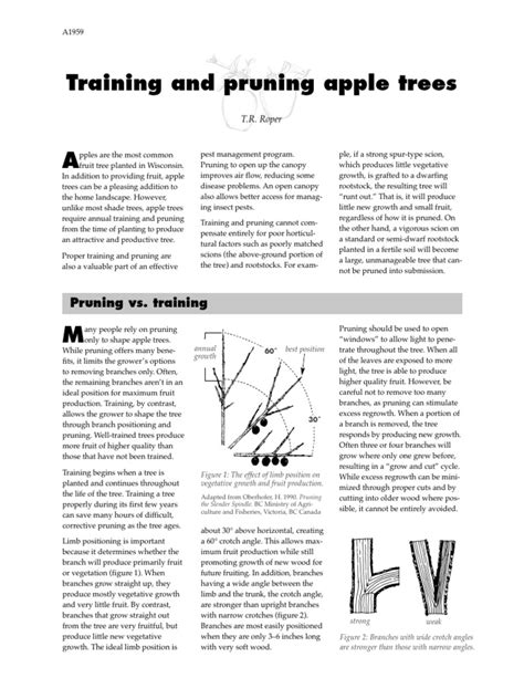 Training and Pruning Apple Trees | PDF | Pruning | Trees