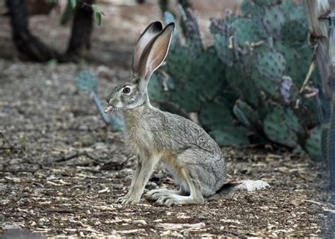 The Azure Gate: Black Tailed Jackrabbit