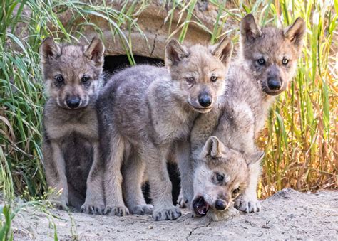 Newborn Gray Wolf Pups