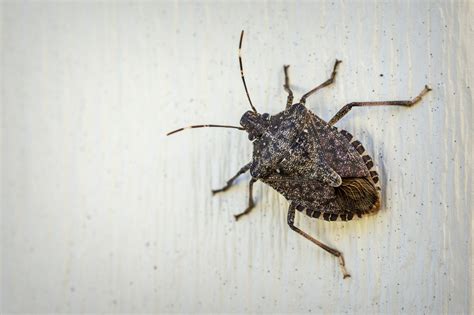 Your Best Chance at Keeping Stink Bugs Out of Your House Is Right Now ...