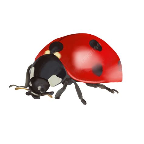Image result for Real Ladybug