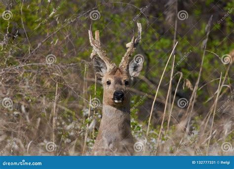 Siberian Roe Deer