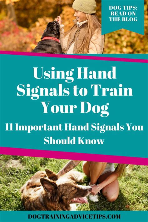 Image result for Wait Hand Signal for Dogs