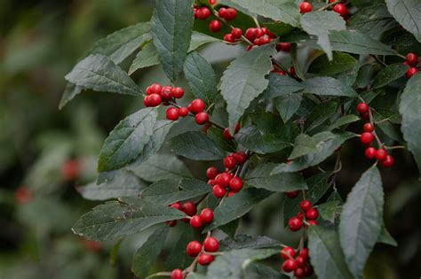 Best Shrubs For Winter Berries at Charlie Skirving blog