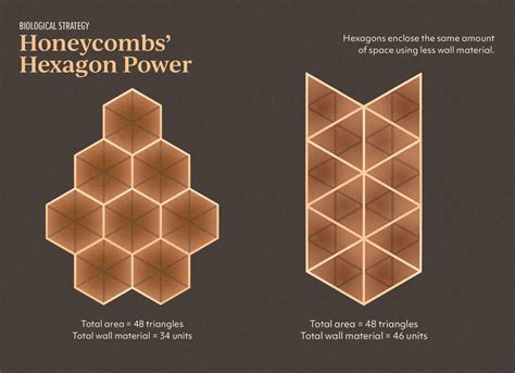 Honeycomb Structure Is Space-Efficient and Strong — Biological Strategy ...