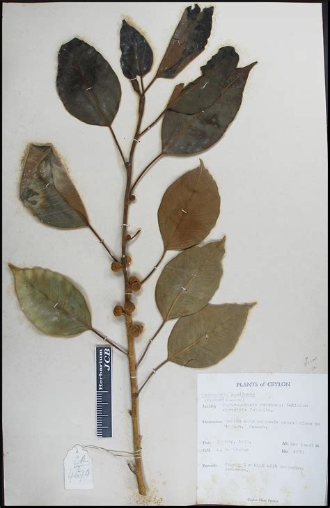 Herbarium JCB