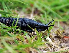 Image result for slug