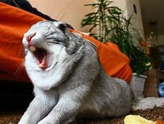 Image result for Bunny Yawn
