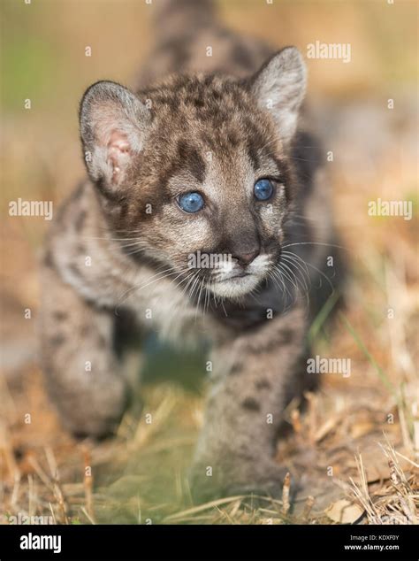 Cute young mountain lion cub hi-res stock photography and images - Alamy