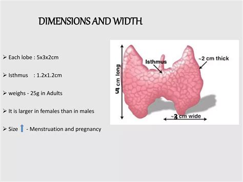 Thyroid Dimensions Normal
