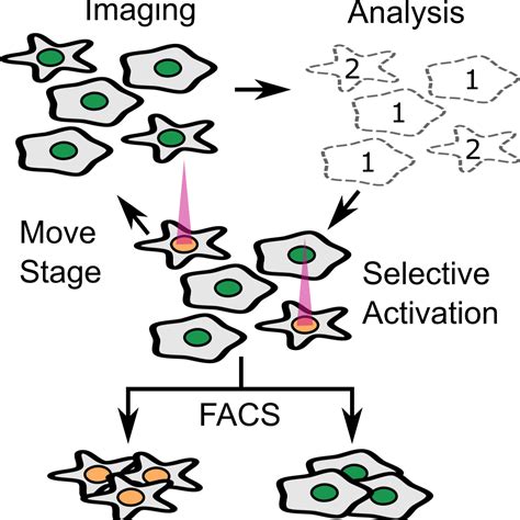 Image result for Cell Sorting Example