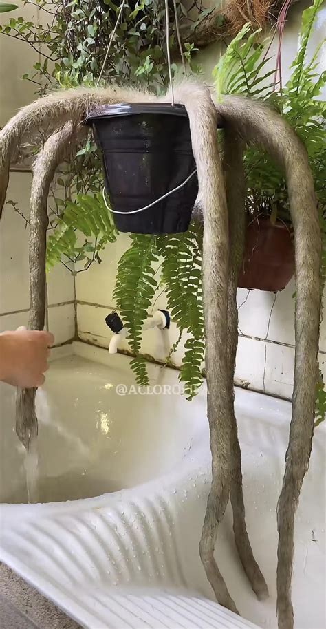 this dog stalking his owner is nightmare fuel : r/oddlyterrifying